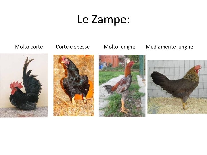 Le Zampe: Molto corte Corte e spesse Molto lunghe Mediamente lunghe 