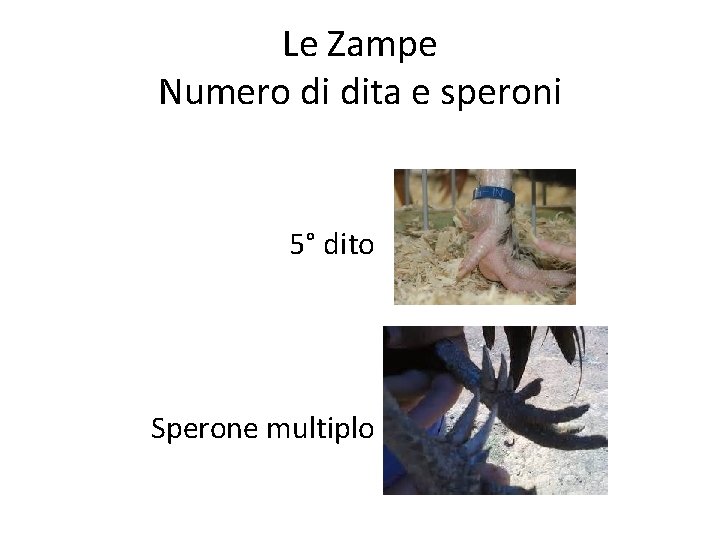 Le Zampe Numero di dita e speroni 5° dito Sperone multiplo 