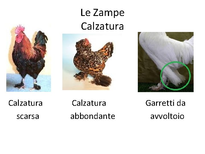 Le Zampe Calzatura scarsa Calzatura abbondante Garretti da avvoltoio 