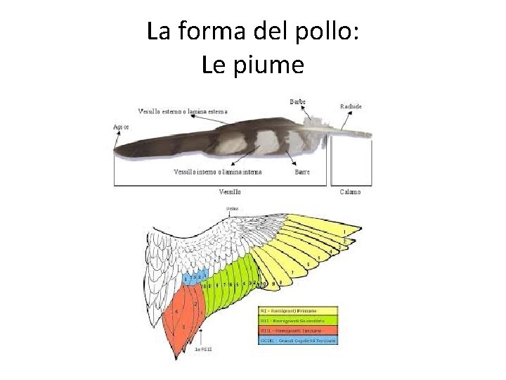 La forma del pollo: Le piume 