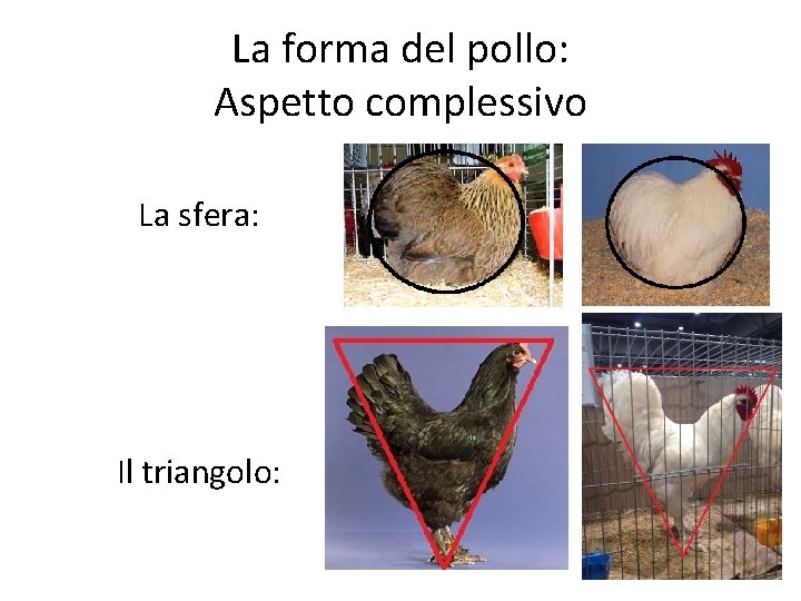 La forma del pollo: Aspetto complessivo La sfera: Il triangolo: 