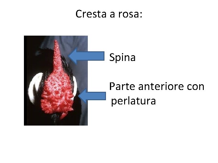 Cresta a rosa: Spina Parte anteriore con perlatura 