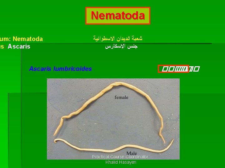 Nematoda um: Nematoda us: Ascaris ﺷﻌﺒﺔ ﺍﻟﺪﻳﺪﺍﻥ ﺍﻻﺳﻄﻮﺍﻧﻴﺔ ﺟﻨﺲ ﺍﻻﺳﻜﺎﺭﺱ ������ �� �� Ascaris
