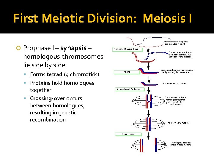 First Meiotic Division: Meiosis I Prophase I – synapsis – homologous chromosomes lie side