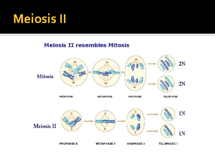 Meiosis II 