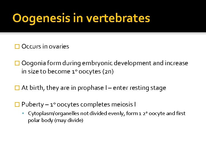 Oogenesis in vertebrates � Occurs in ovaries � Oogonia form during embryonic development and