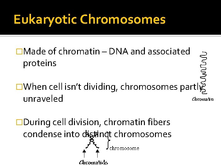 Eukaryotic Chromosomes �Made of chromatin – DNA and associated proteins �When cell isn’t dividing,