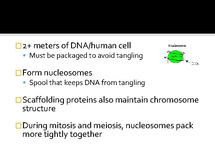 � 2+ meters of DNA/human cell Must be packaged to avoid tangling �Form nucleosomes
