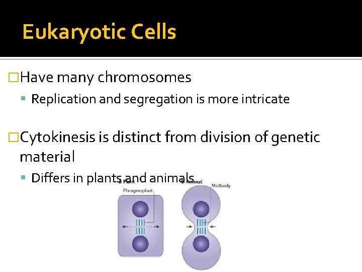 Eukaryotic Cells �Have many chromosomes Replication and segregation is more intricate �Cytokinesis is distinct