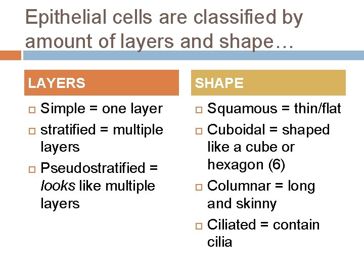 Epithelial cells are classified by amount of layers and shape… LAYERS Simple = one