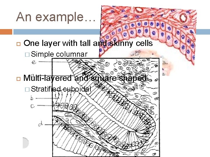 An example… One layer with tall and skinny cells � Simple columnar Multi-layered and