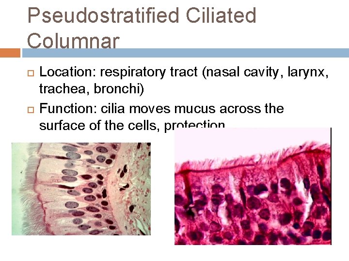 Pseudostratified Ciliated Columnar Location: respiratory tract (nasal cavity, larynx, trachea, bronchi) Function: cilia moves