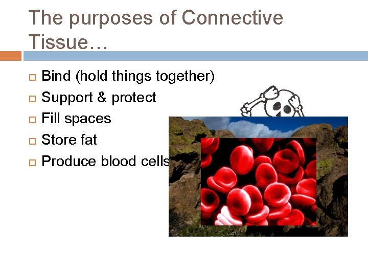 The purposes of Connective Tissue… Bind (hold things together) Support & protect Fill spaces