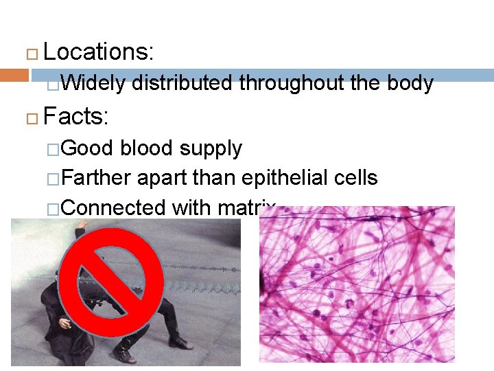  Locations: �Widely distributed throughout the body Facts: �Good blood supply �Farther apart than