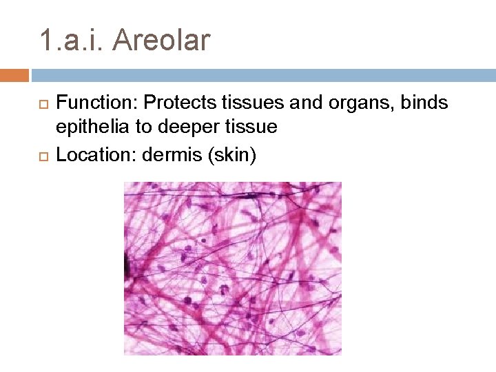 1. a. i. Areolar Function: Protects tissues and organs, binds epithelia to deeper tissue