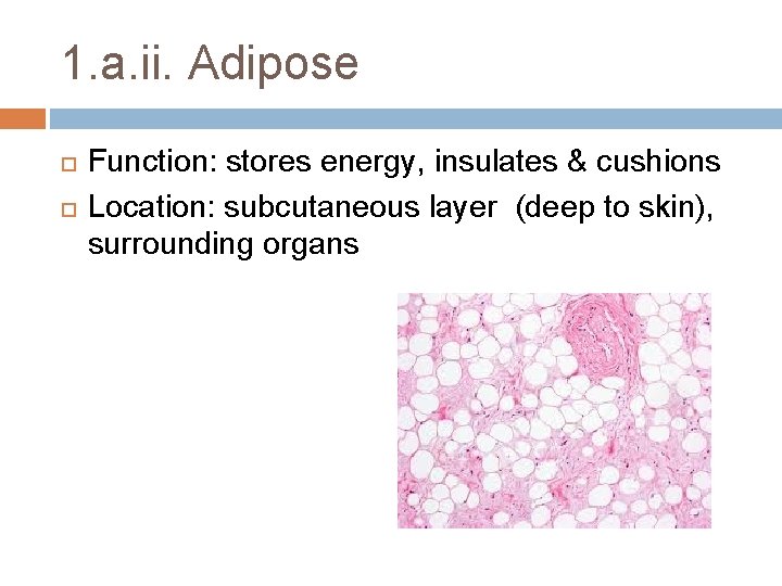 1. a. ii. Adipose Function: stores energy, insulates & cushions Location: subcutaneous layer (deep