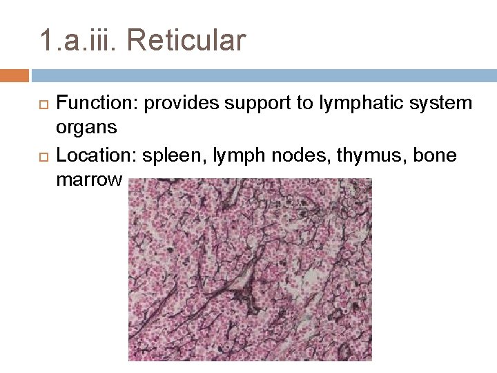 1. a. iii. Reticular Function: provides support to lymphatic system organs Location: spleen, lymph