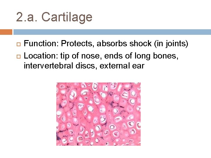 2. a. Cartilage Function: Protects, absorbs shock (in joints) Location: tip of nose, ends