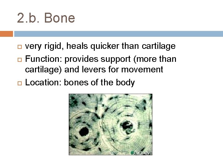 2. b. Bone very rigid, heals quicker than cartilage Function: provides support (more than