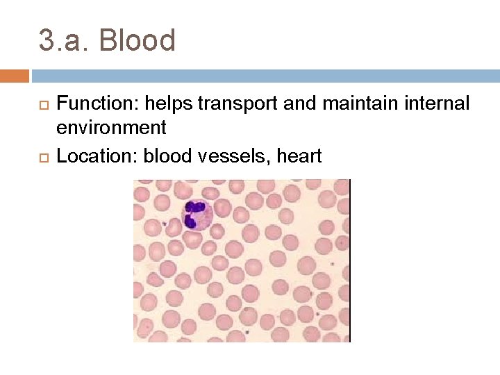 3. a. Blood Function: helps transport and maintain internal environment Location: blood vessels, heart