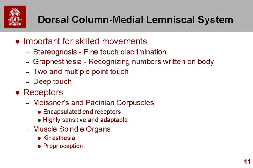 Dorsal Column-Medial Lemniscal System l Important for skilled movements – – l Stereognosis -