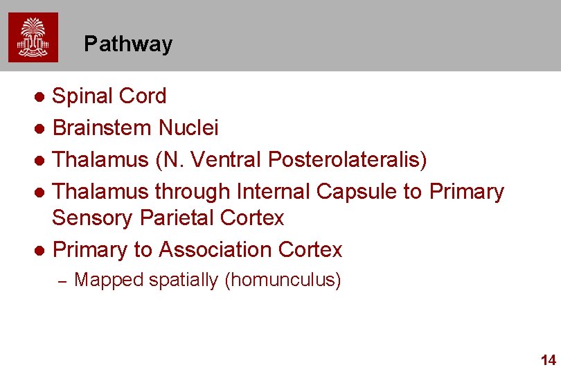 Pathway Spinal Cord l Brainstem Nuclei l Thalamus (N. Ventral Posterolateralis) l Thalamus through