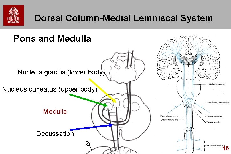 Dorsal Column-Medial Lemniscal System Pons and Medulla Nucleus gracilis (lower body) Nucleus cuneatus (upper