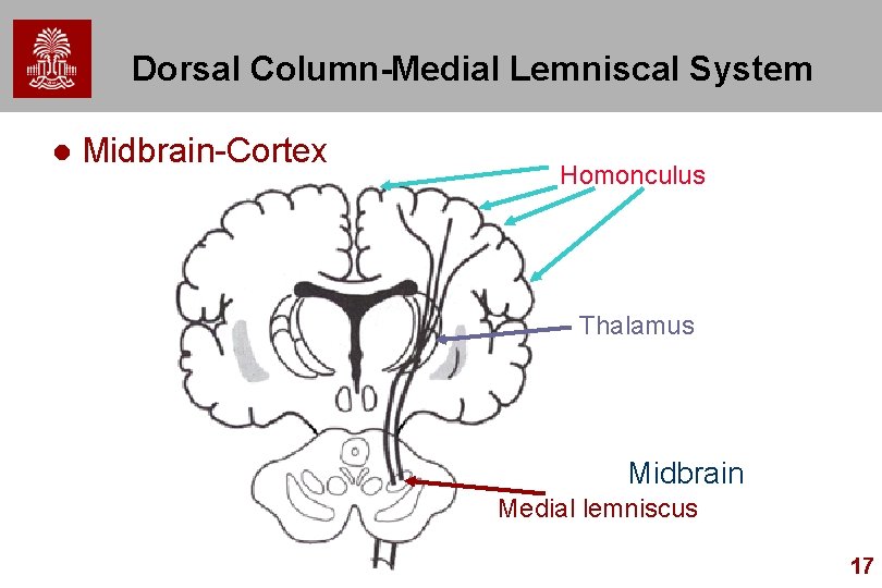 Dorsal Column-Medial Lemniscal System l Midbrain-Cortex Homonculus Thalamus Midbrain Medial lemniscus 17 
