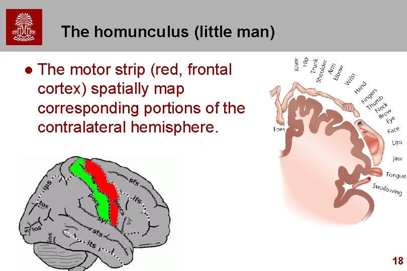 The homunculus (little man) l The motor strip (red, frontal cortex) spatially map corresponding