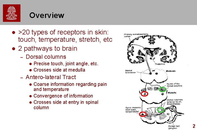 Overview l l >20 types of receptors in skin: touch, temperature, stretch, etc 2