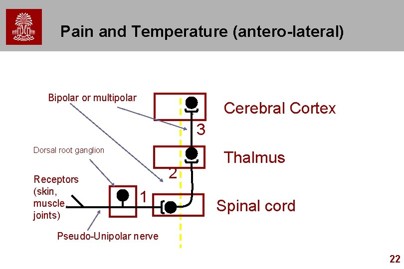 Pain and Temperature (antero-lateral) Bipolar or multipolar Cerebral Cortex 3 Dorsal root ganglion Receptors