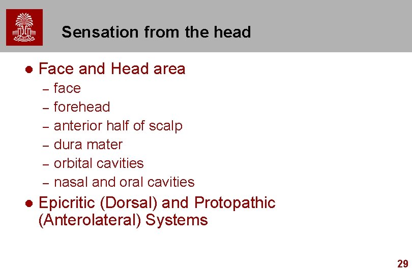 Sensation from the head l Face and Head area – – – l face