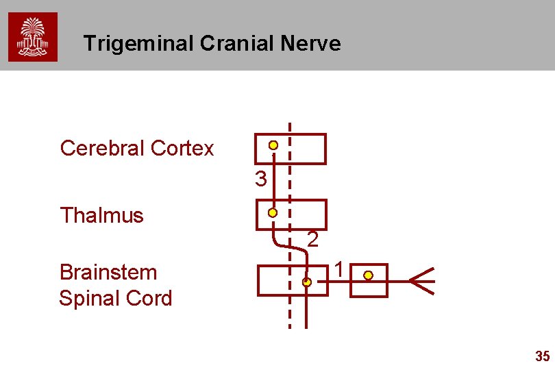 Trigeminal Cranial Nerve Cerebral Cortex 3 Thalmus 2 Brainstem Spinal Cord 1 35 
