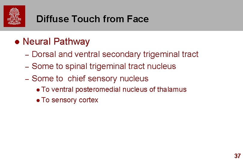 Diffuse Touch from Face l Neural Pathway – – – Dorsal and ventral secondary