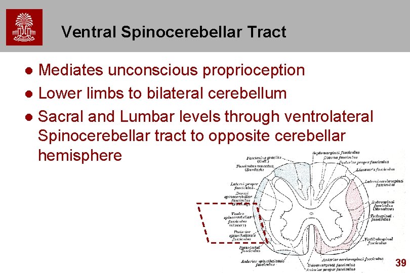 Ventral Spinocerebellar Tract Mediates unconscious proprioception l Lower limbs to bilateral cerebellum l Sacral