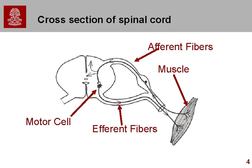 Cross section of spinal cord Afferent Fibers Muscle Motor Cell Efferent Fibers 4 