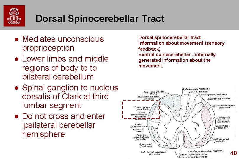 Dorsal Spinocerebellar Tract l l Mediates unconscious proprioception Lower limbs and middle regions of