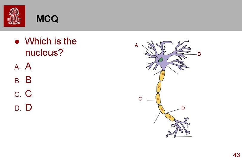 MCQ l A. B. C. D. Which is the nucleus? A B C D