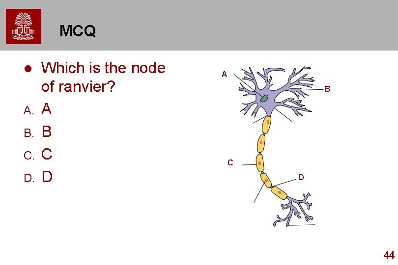 MCQ l A. B. C. D. Which is the node of ranvier? A B