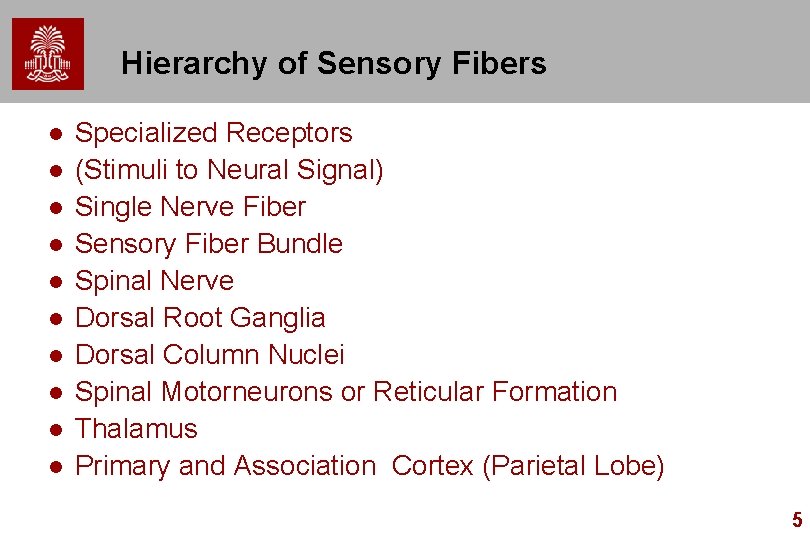 Hierarchy of Sensory Fibers l l l l l Specialized Receptors (Stimuli to Neural