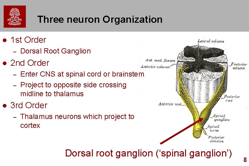 Three neuron Organization l 1 st Order – l 2 nd Order – –