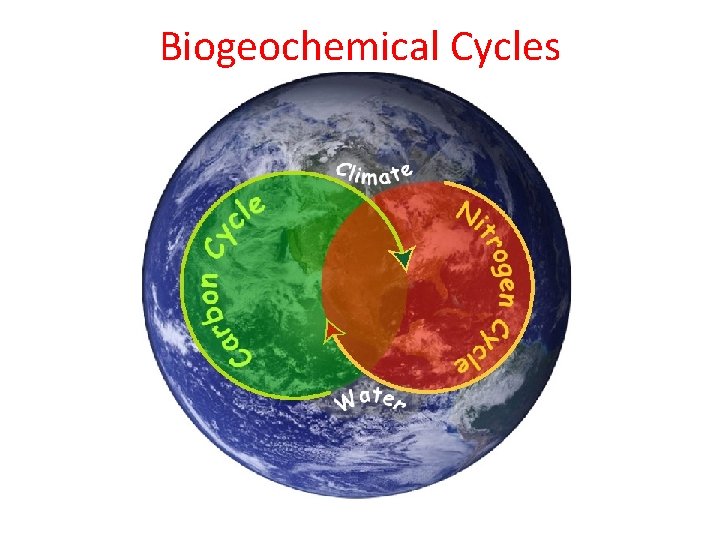 Biogeochemical Cycles 