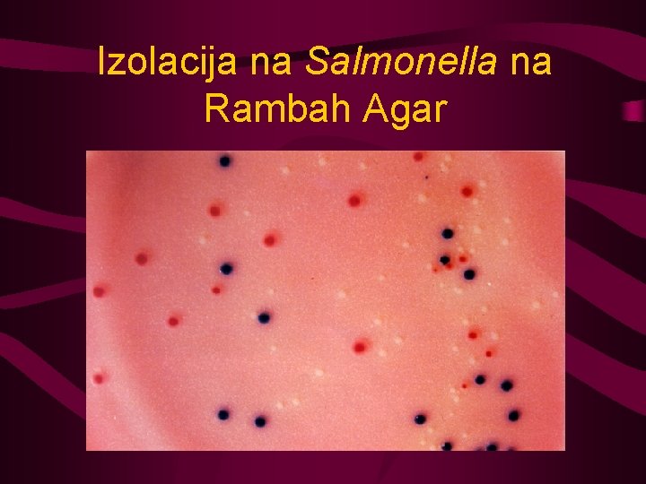 Izolacija na Salmonella na Rambah Agar 