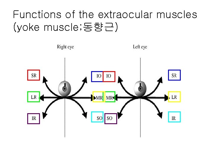 Functions of the extraocular muscles (yoke muscle; 동향근) 