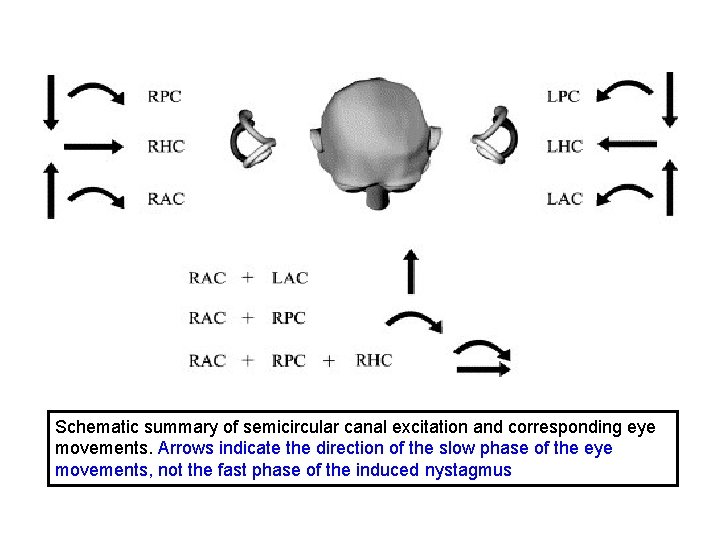 Schematic summary of semicircular canal excitation and corresponding eye movements. Arrows indicate the direction