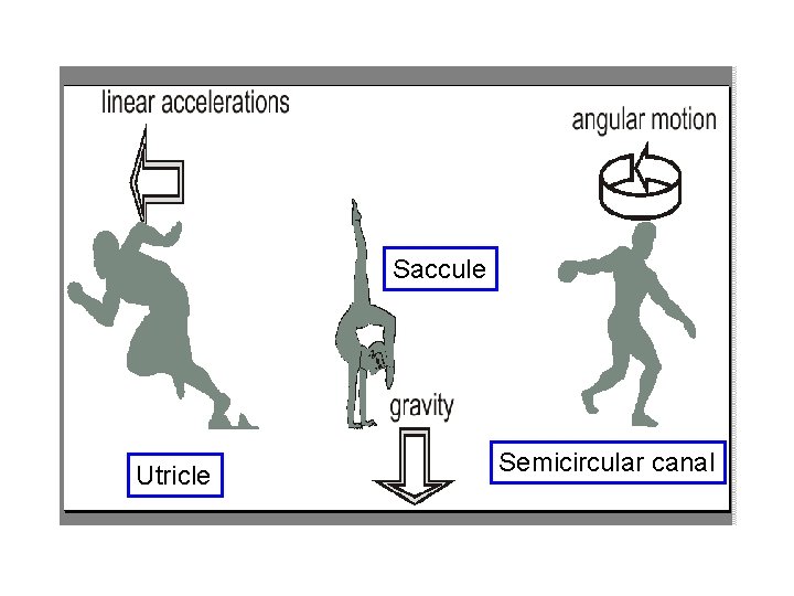 Saccule Utricle Semicircular canal 