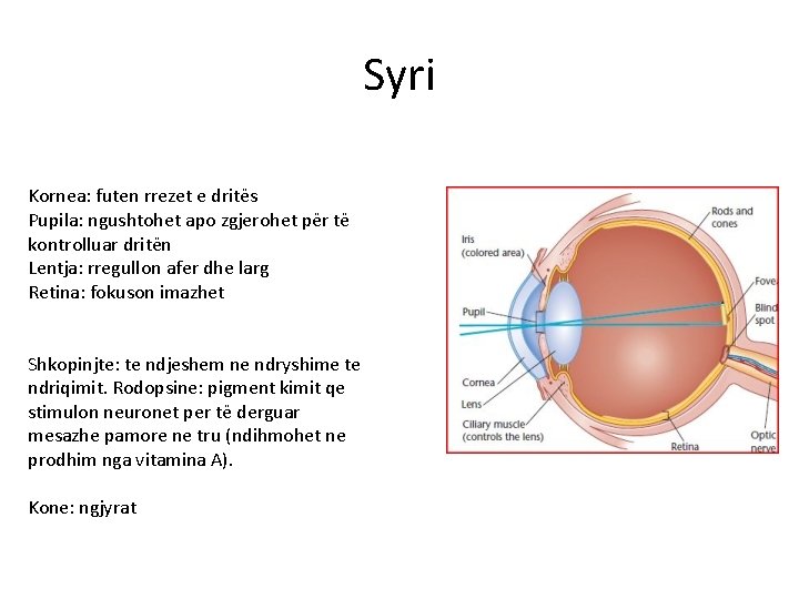 Syri Kornea: futen rrezet e dritës Pupila: ngushtohet apo zgjerohet për të kontrolluar dritën