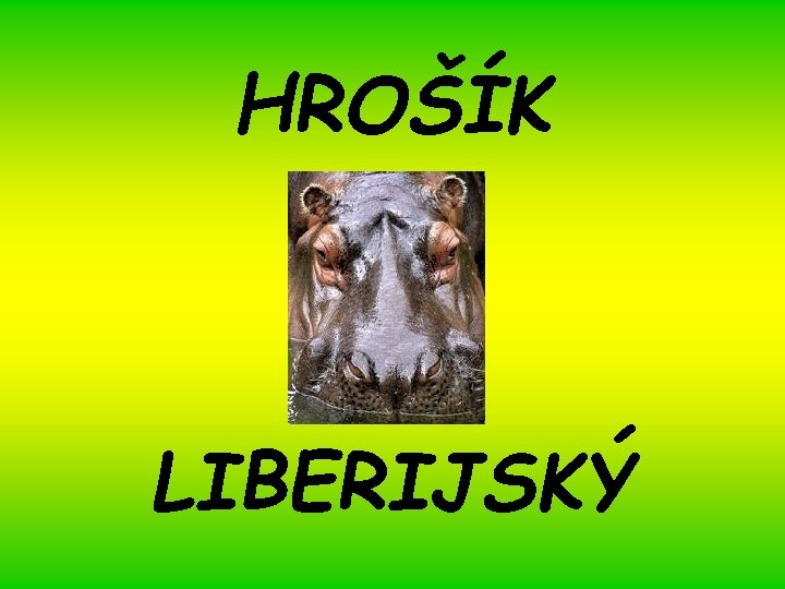 HROŠÍK LIBERIJSKÝ 