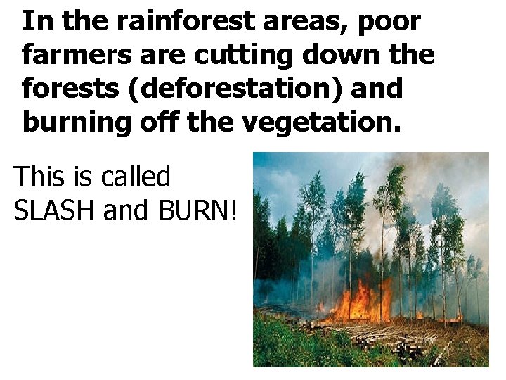 In the rainforest areas, poor farmers are cutting down the forests (deforestation) and burning