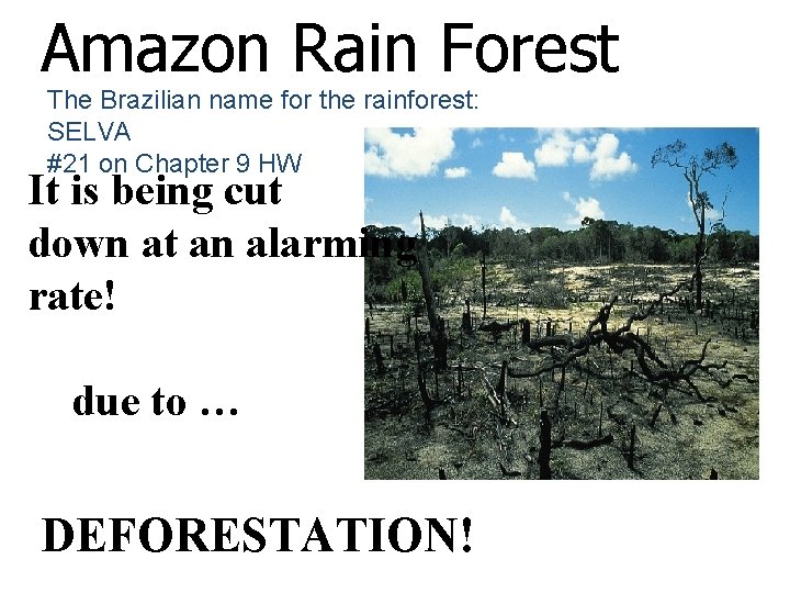 Amazon Rain Forest The Brazilian name for the rainforest: SELVA #21 on Chapter 9